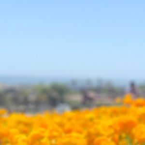 Meet your Posher, Dora